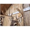 Image 5 : Nice Main Frame 7x7 Whitetail Shoulder Mount Taxidermy