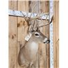 Image 6 : Nice Main Frame 7x7 Whitetail Shoulder Mount Taxidermy