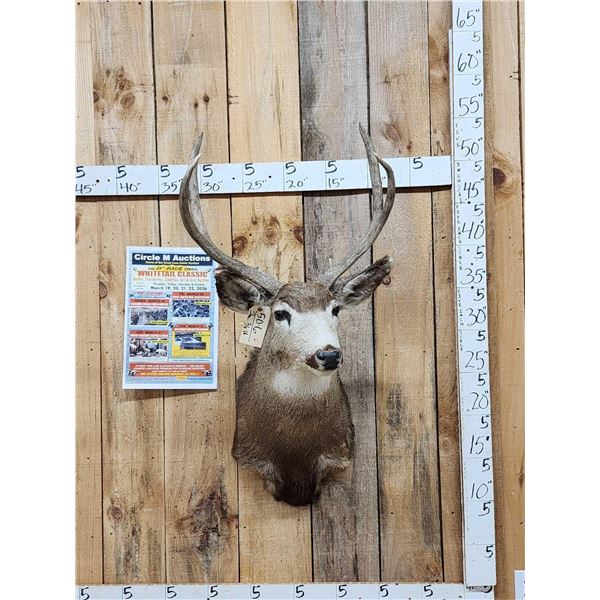 3x3 Mule Deer Shoulder Mount Taxidermy