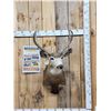Image 1 : 3x3 Mule Deer Shoulder Mount Taxidermy