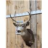 Image 2 : 3x3 Mule Deer Shoulder Mount Taxidermy