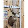 Image 3 : 3x3 Mule Deer Shoulder Mount Taxidermy