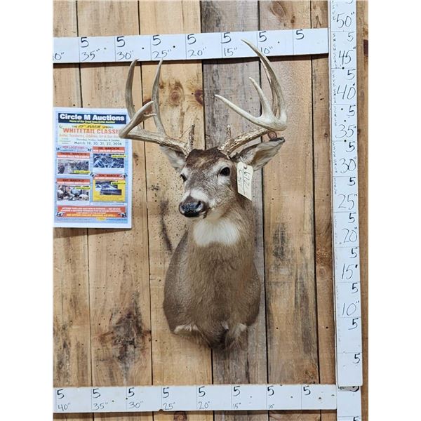 5x5 Whitetail Shoulder Mount Taxidermy