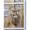 Image 1 : 5x5 Whitetail Shoulder Mount Taxidermy