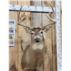 Image 2 : 5x5 Whitetail Shoulder Mount Taxidermy