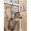 Image 3 : 5x5 Whitetail Shoulder Mount Taxidermy