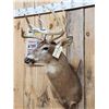Image 4 : 5x5 Whitetail Shoulder Mount Taxidermy