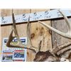 Image 5 : 5x5 Whitetail Shoulder Mount Taxidermy