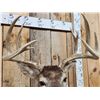 Image 6 : 5x5 Whitetail Shoulder Mount Taxidermy