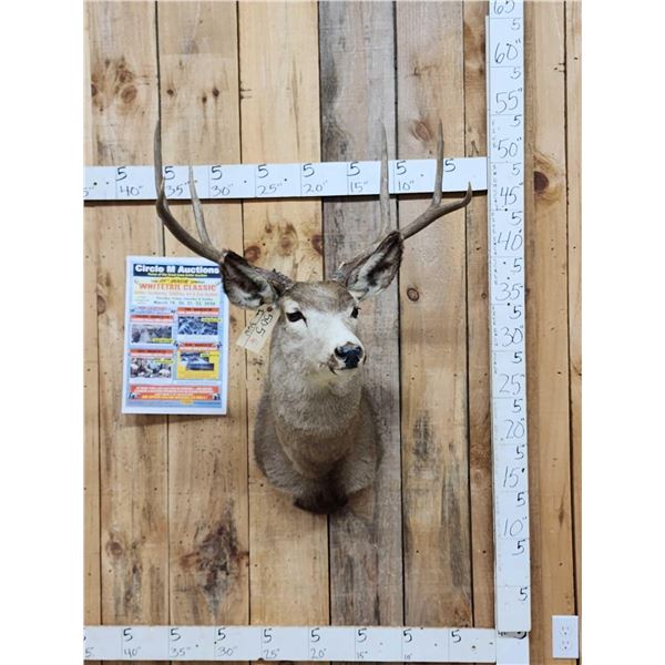 3x3 Mule Deer Shoulder Mount Taxidermy