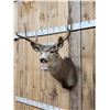 Image 2 : 3x3 Mule Deer Shoulder Mount Taxidermy