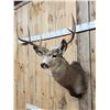 Image 3 : 3x3 Mule Deer Shoulder Mount Taxidermy