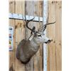 Image 4 : 3x3 Mule Deer Shoulder Mount Taxidermy