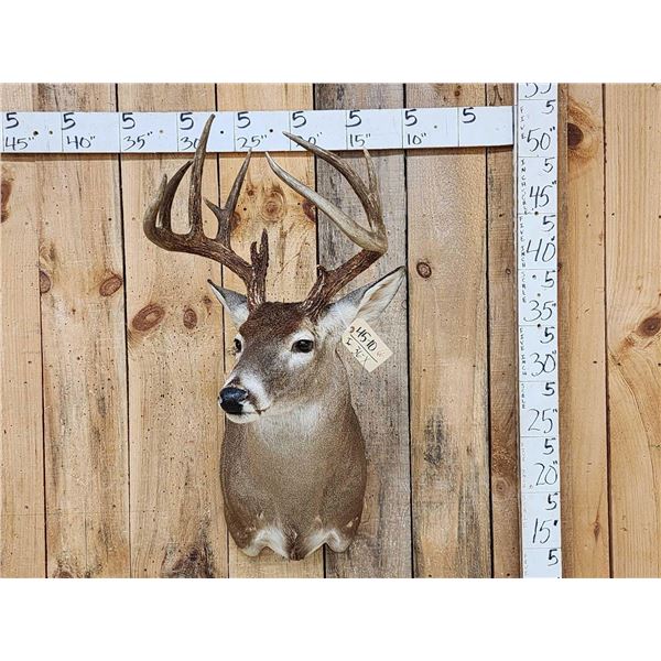 Nice 4x5 Whitetail Shoulder Mount Taxidermy