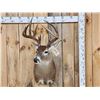 Image 1 : Nice 4x5 Whitetail Shoulder Mount Taxidermy