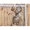 Image 2 : Nice 4x5 Whitetail Shoulder Mount Taxidermy