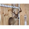 Image 3 : Nice 4x5 Whitetail Shoulder Mount Taxidermy