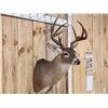 Image 4 : Nice 4x5 Whitetail Shoulder Mount Taxidermy