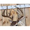 Image 5 : Nice 4x5 Whitetail Shoulder Mount Taxidermy