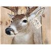 Image 6 : Nice 4x5 Whitetail Shoulder Mount Taxidermy