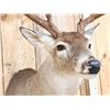Image 7 : Nice 4x5 Whitetail Shoulder Mount Taxidermy