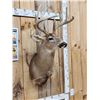 Image 2 : 5x5 Whitetail Shoulder Mount Taxidermy