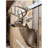 Image 3 : 5x5 Whitetail Shoulder Mount Taxidermy