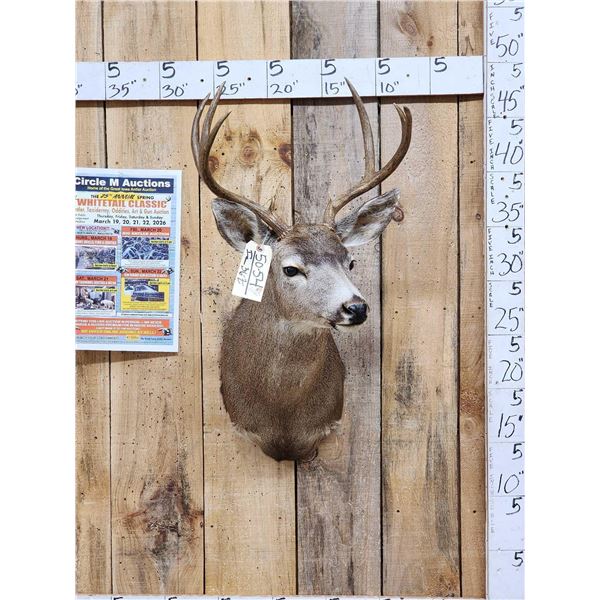 4x4 Columbian Blacktail Deer Shoulder Mount Taxidermy