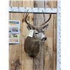 Image 2 : 4x4 Columbian Blacktail Deer Shoulder Mount Taxidermy