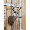 Image 3 : 4x4 Columbian Blacktail Deer Shoulder Mount Taxidermy