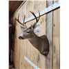 Image 4 : 4x4 Columbian Blacktail Deer Shoulder Mount Taxidermy
