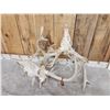 Image 11 : 2 Big Sets Of Locked Whitetail Antlers On Skulls