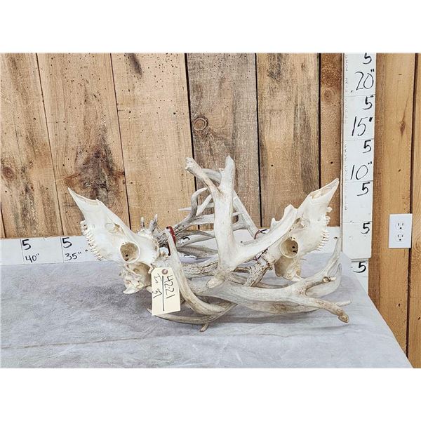 2 Big Sets Of Locked Whitetail Antlers On Skulls