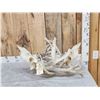 Image 1 : 2 Big Sets Of Locked Whitetail Antlers On Skulls