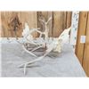 Image 4 : 2 Big Sets Of Locked Whitetail Antlers On Skulls
