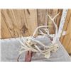 Image 8 : 2 Big Sets Of Locked Whitetail Antlers On Skulls