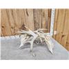 Image 9 : 2 Big Sets Of Locked Whitetail Antlers On Skulls