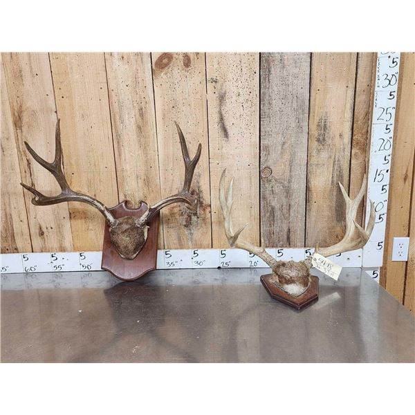 2 Sets Of Mule Deer Antlers On Plaques