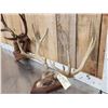 Image 3 : 2 Sets Of Mule Deer Antlers On Plaques