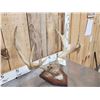 Image 4 : 2 Sets Of Mule Deer Antlers On Plaques