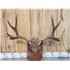 Image 5 : 2 Sets Of Mule Deer Antlers On Plaques