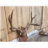 Image 6 : 2 Sets Of Mule Deer Antlers On Plaques