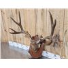 Image 7 : 2 Sets Of Mule Deer Antlers On Plaques