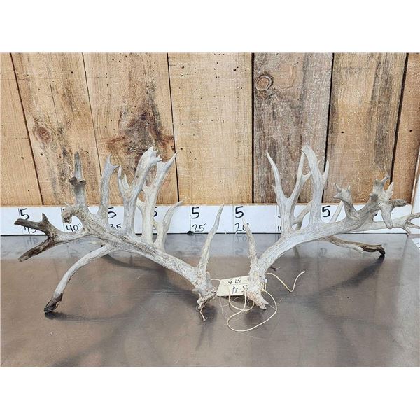 Crazy Nontypical Whitetail Shed Antlers