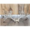 Image 1 : Crazy Nontypical Whitetail Shed Antlers