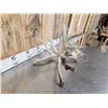 Image 2 : Crazy Nontypical Whitetail Shed Antlers
