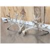 Image 4 : Crazy Nontypical Whitetail Shed Antlers