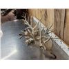 Image 5 : Crazy Nontypical Whitetail Shed Antlers