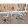 Image 6 : Crazy Nontypical Whitetail Shed Antlers