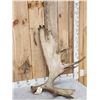 Image 10 : 16 Lbs Self Standing Alaskan Moose Shed Antler